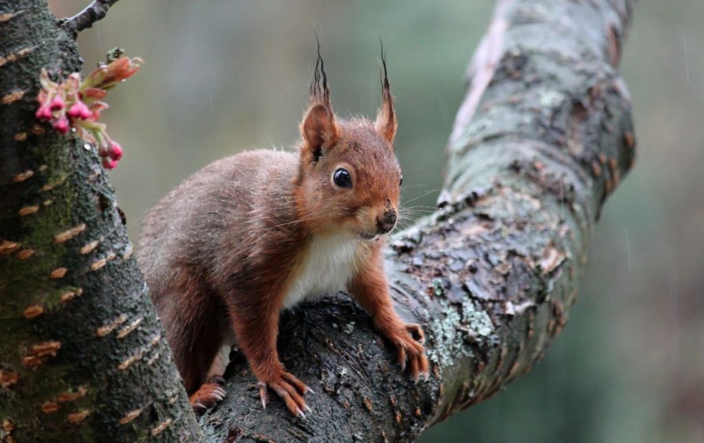 Syndrome de l&rsquo;écureuil : définition et signes d&rsquo;alerte