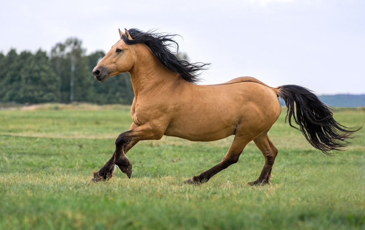 beau cheval